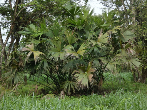 Planta de Paja Toquilla
